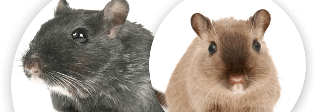 Control de plagas: Ratas